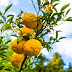 Awaken Your Radiance: Brighten Dull Skin with the Yuzu Seed Vitamin C Bomb!