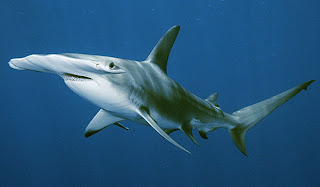 hammerhead shark