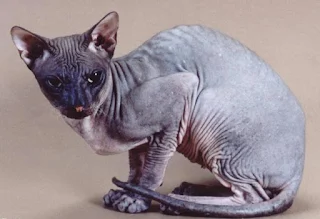 Totally hairless grey Petrebald cat with black eyes, big ears and almost blue color snout is standing at the picture.