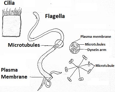 Structure of cilia and flagella