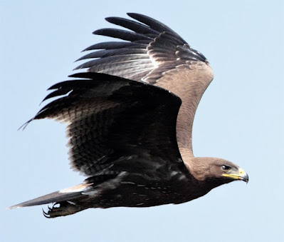 Indian Spotted Eagle   - In flight