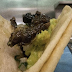 Taco Jangkrik 'Brood X', Makanan yang Hanya Muncul 17 Tahun Sekali