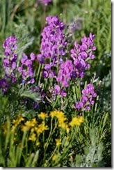 Wildflower5