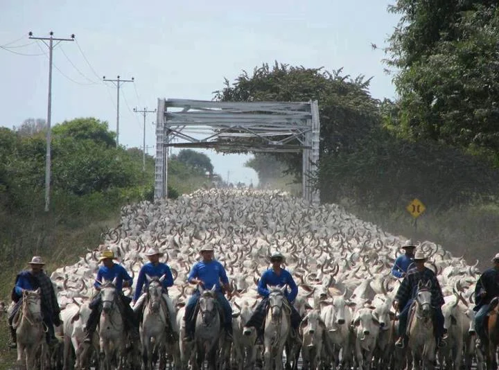 Rural Pecuária: Alertas de Mercado: Arroz, Boi e Café