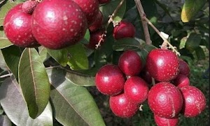 Menanam Pohon Buah Kelengkeng Merah Dirumah sendiri