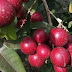 Menanam Pohon Buah Kelengkeng Merah Dirumah sendiri