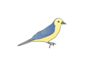 bird