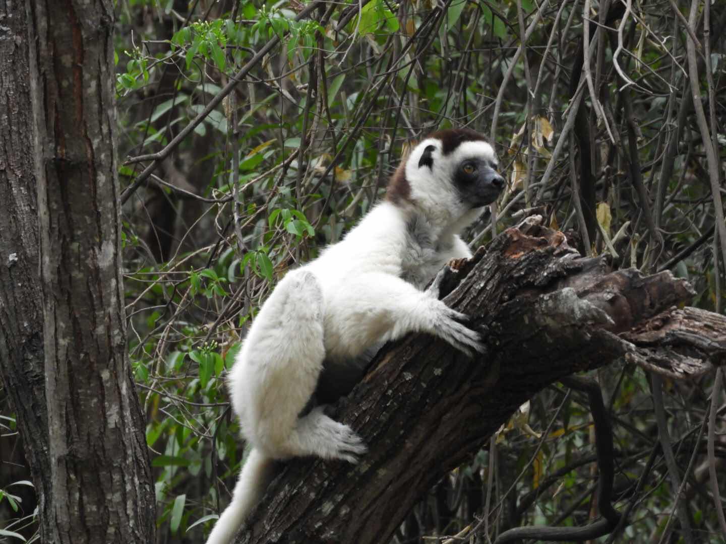 Sifaka in Isalo, Madagaskar