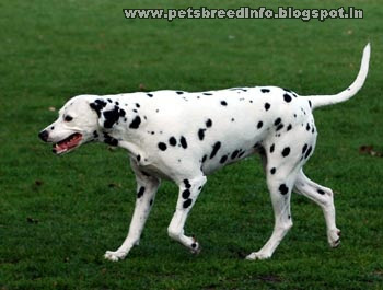 Dalmatian Dog HD Wallpapers Free Download