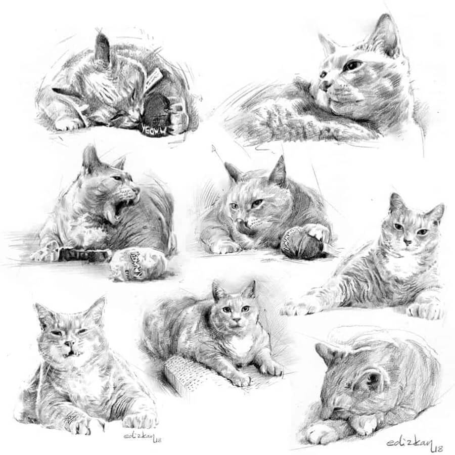 08-Cat-drawing-study-Ink-and-Pencil-Drawings-Ferhat-Edizkan-www-designstack-co