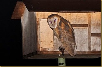molly the owl molly the owl
