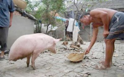 Babi Yang Terlahir Dengan Dua Kaki Bisa Berjalan Seperti Manusia [ www.BlogApaAja.com ]