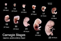 7 Human Development Phase