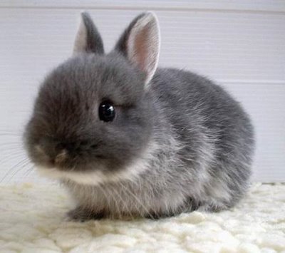 cute little bunny