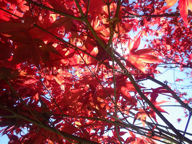 Wuling Farm maple autumn foliage