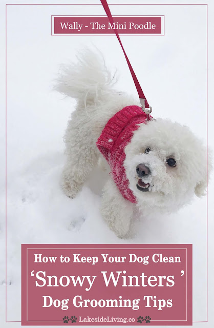How to Keep Your Dog Clean Snowy Winter Dog Grooming Tips