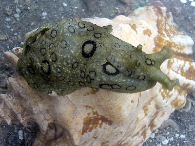 Sea Hares Membuat Pemangsa Mereka Tidak Mencium Bau Mereka