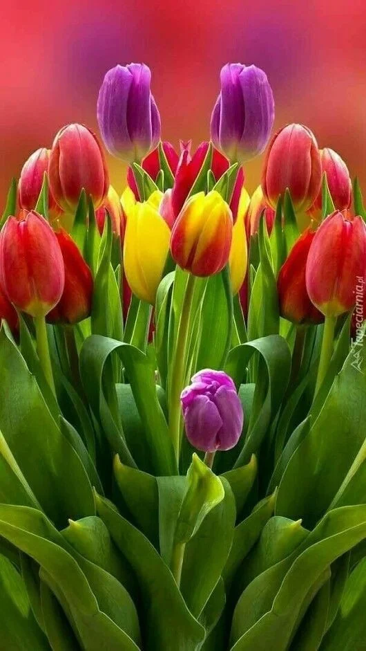 Tulip HD Wallpaper for Mobile