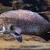 CARA MENGETAHUI SARANG IKAN BARAMUNDI SAAT MANCING