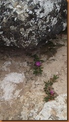 DSCF0332