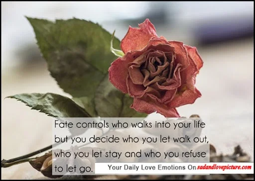 30+ Inspirational and cute love quotes with pictures