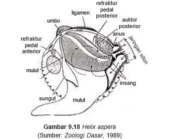 Kelas Gastropoda  Hewan  Berkaki Perut Our Akuntansi