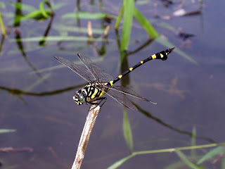 Ictinogomphus pertinax