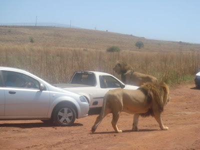 South African Lions - Safari Photos