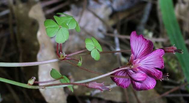 Кислица бразильская (Oxalis brasiliensis)