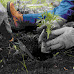 Discover the Environmental Advantages of Tree Planting on a Global Scale