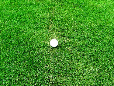 rumput golf