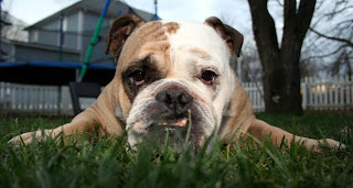pictures of bulldogs