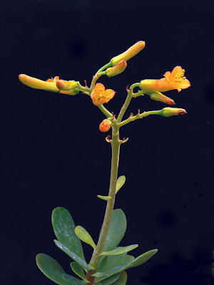 Kalanchoe robusta care and culture