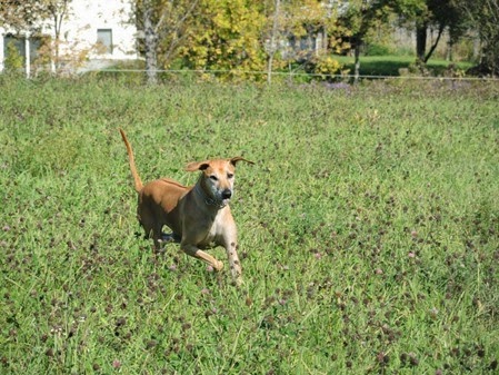 20140927_113026-property-dogs