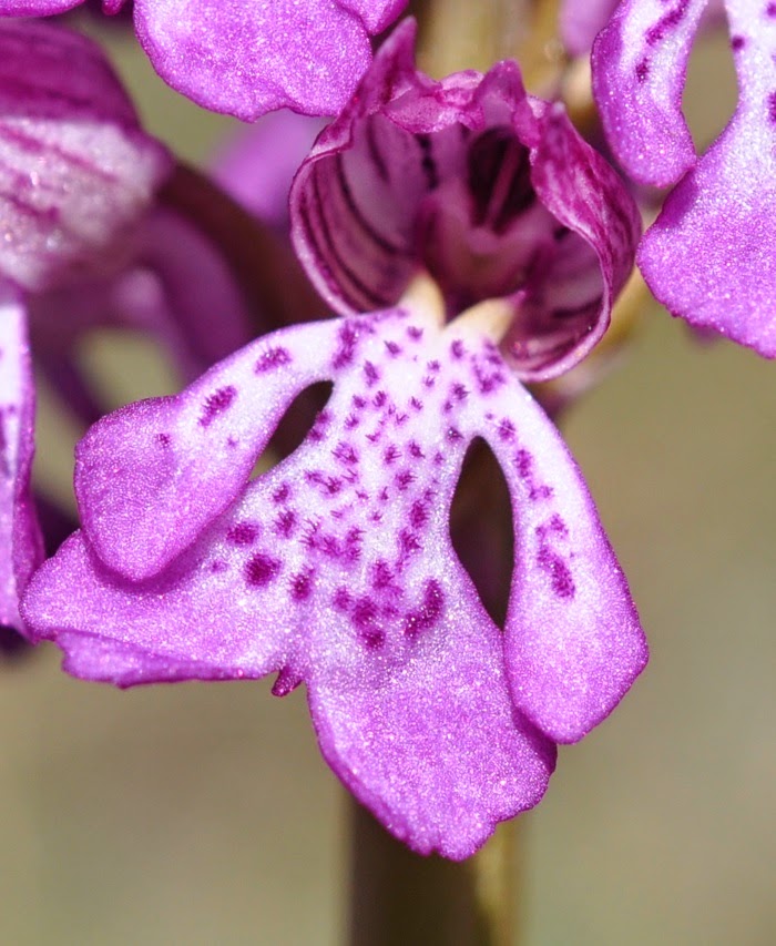 Orchis militaris