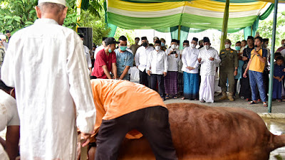 Gubernur Kurbankan Sembilan Ekor Sapi dan Pemprov Sumut Kurban 144 Sapi Serta 3 Kambing