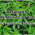 Khasiat Belalai Gajah