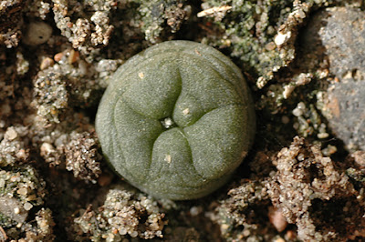 Lophophora diffusa (Higuerillas, Queretaro, Mexico)