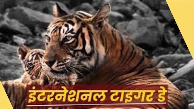World Tiger Day 2023: देश में बाघ  प्रोजेक्ट टाइगर  रिपोर्ट ,MP फिर बना 'टाइगर स्टेट', 785 बाघों के साथ अव्वल