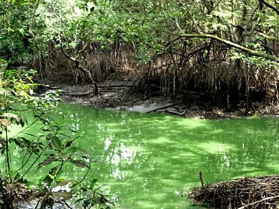 Strange green mangrove water