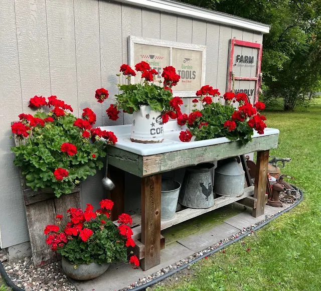 Photo of red geraniums and junk along a garden shed.