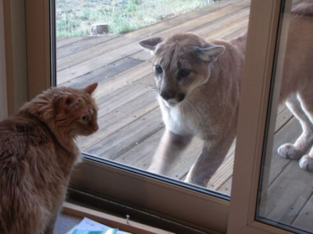 gato encarando puma