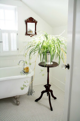 thi công tường đứng-các loại cây nên trồng trong nhà tắm