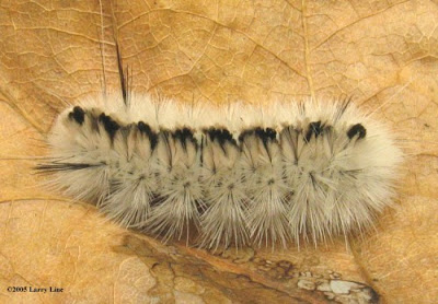 The Hickory Tussock Caterpillar