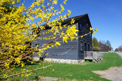 Eckley Miners' Village forsythia