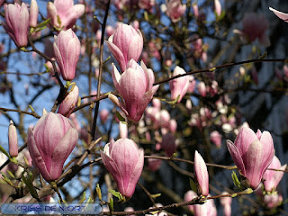 Magnolia ×soulangeana - Magnolia de Soulange - Magnolia de Chine