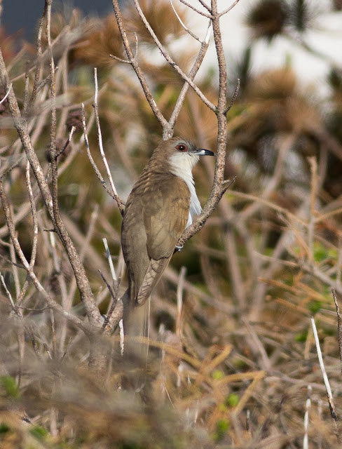 Black-billed Cuckoo - North Uist