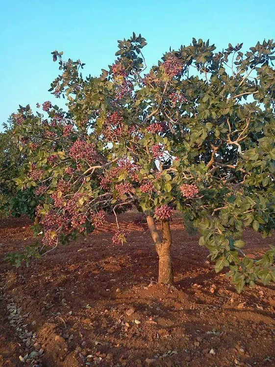 antep fıstığı ağacı