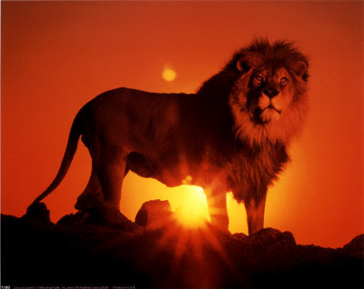 Lion Sunset Picture