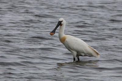 Leppelbek - Lepelaar - Platalea leucorodia